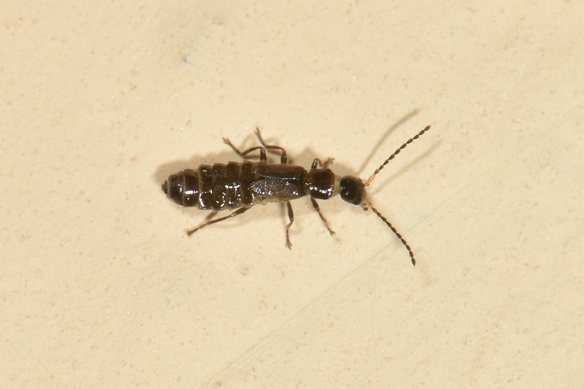 Cantharidae: Malthodes lobatus,  femmina